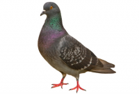 כרטיס זיהוי יונה (שם מדעי Columba livia domestica)