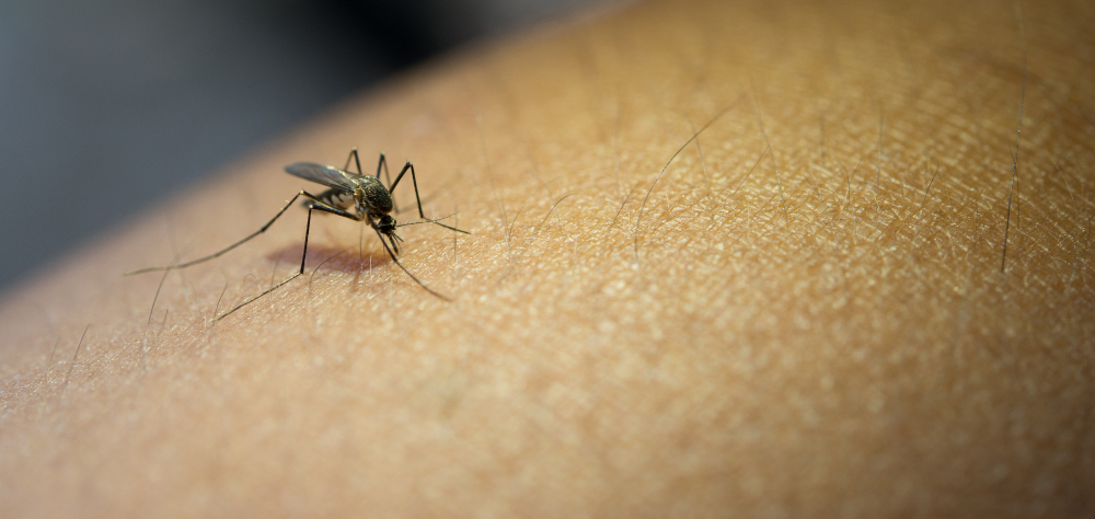 3 דרכים להרחקת יתושים